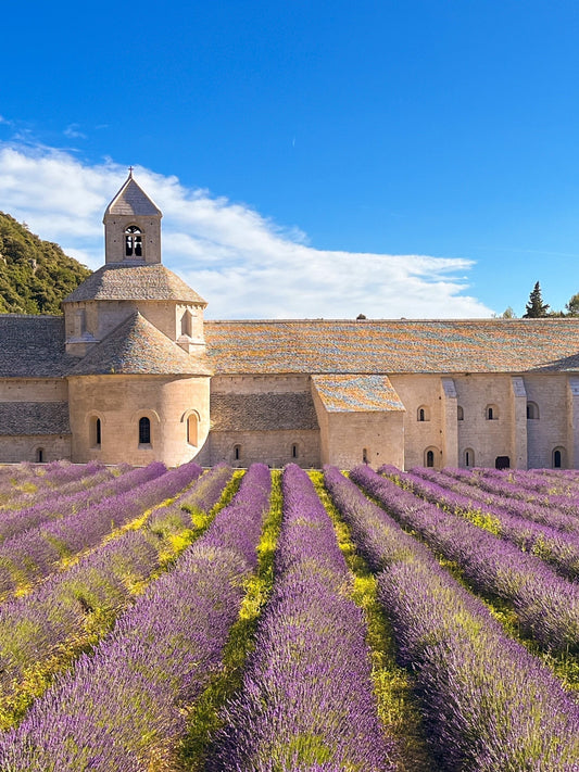 Abbey Notre-Dame de Sénanque by Gordes, lavender fields Provence